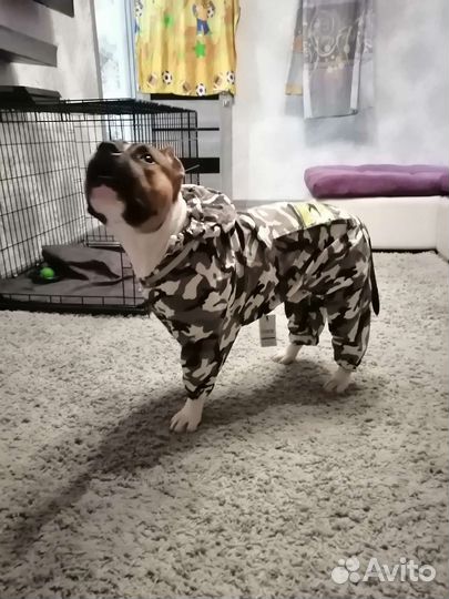 Кобель амстаф для вязки