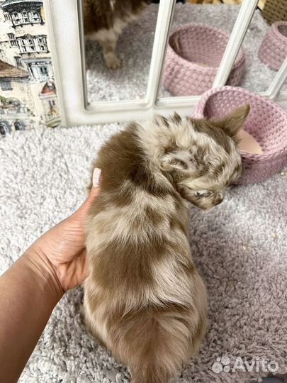 Эксклюзивчик