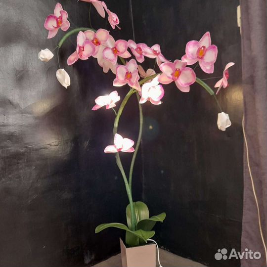 Орхидеи продажа