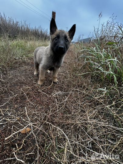 Бельгийская овчарка