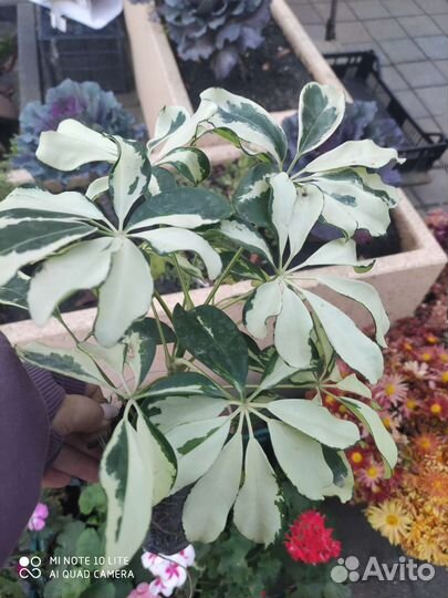 Фикусы шефлеры ройцисус(комнатный виноград)