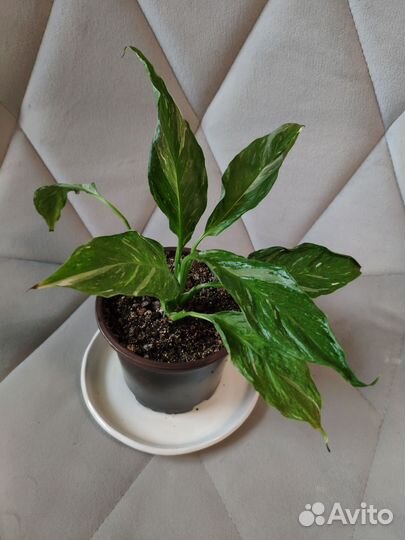 Спатифиллум пестролистный