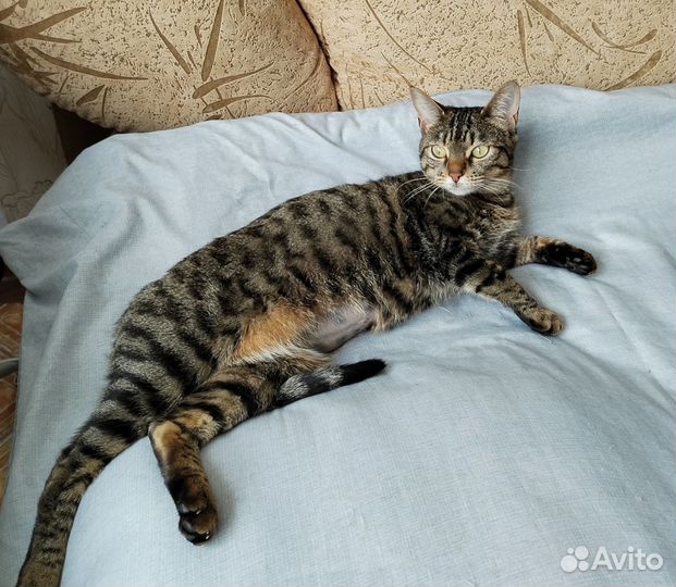 Аза ищет дом