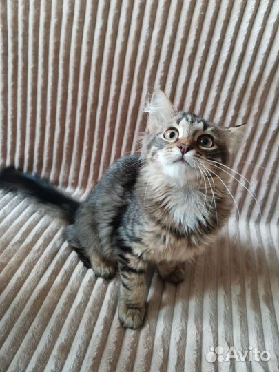 Котёнок Мелисса