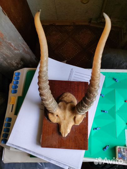 Рога на стену