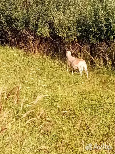 Катумские барашки 100%