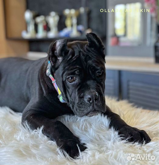 Кане корсо черный мальчик