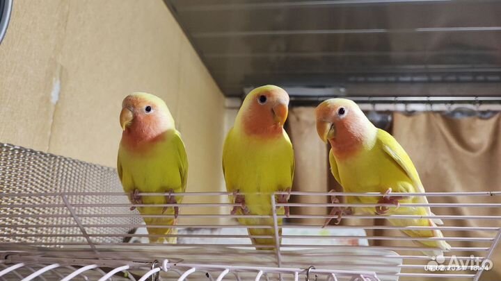 Попугаи неразлучники птенцы