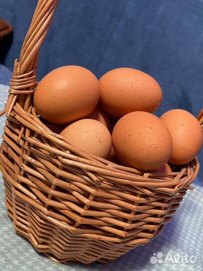 Домашние куриные яйца