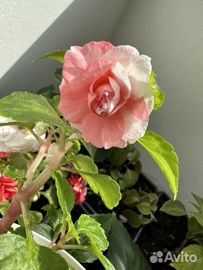 Бальзамин 8 махровых сортов