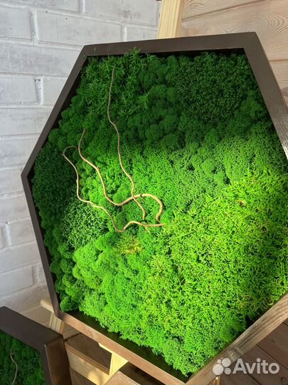 Соты из стабилизированного мха