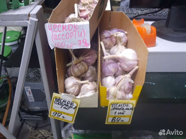 Чеснок озимый