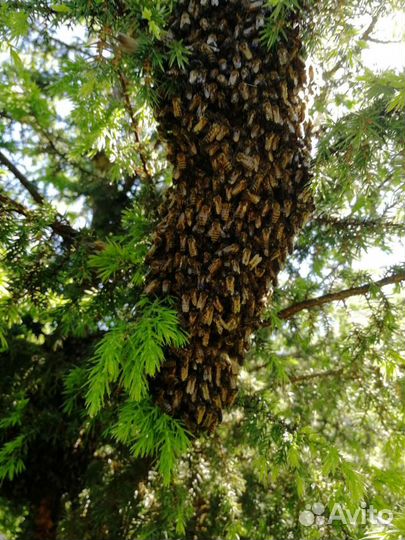 Пчеловод, сниму рой пчёл