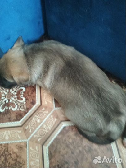 Отдам щенят в добрые руки