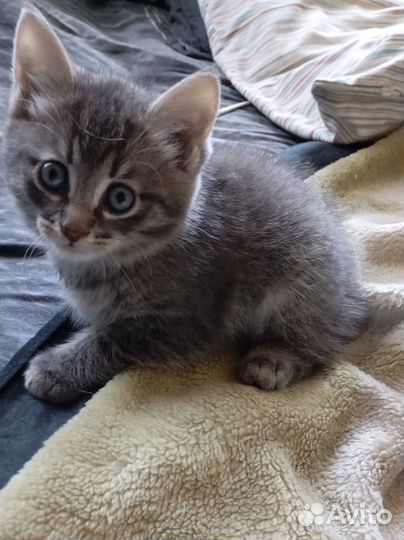 В добрые руки)