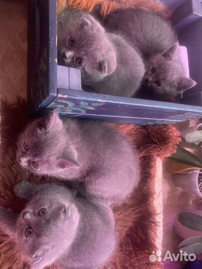 Британские котята