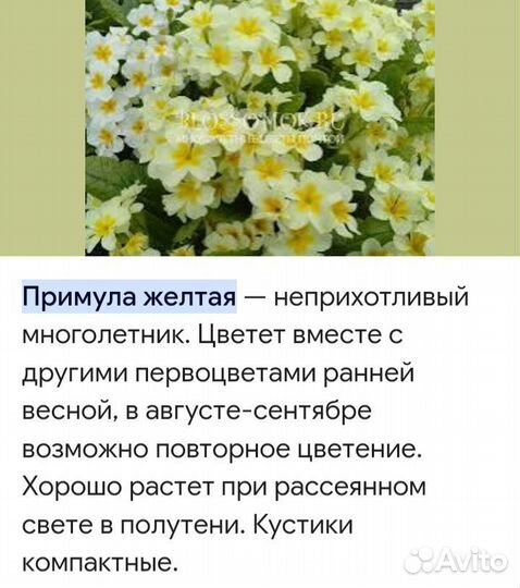 Примула, первоцвет желтый