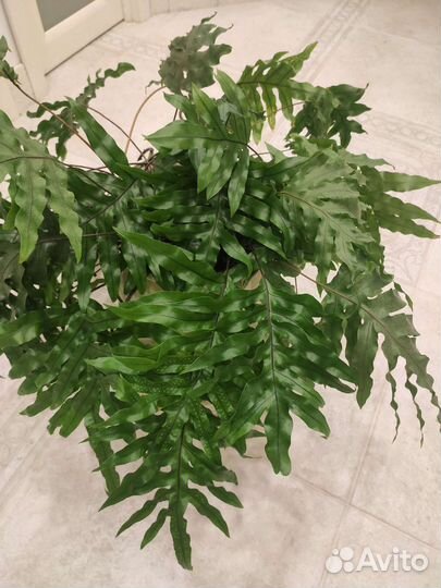 Микросорум разнолистный (папоротник)