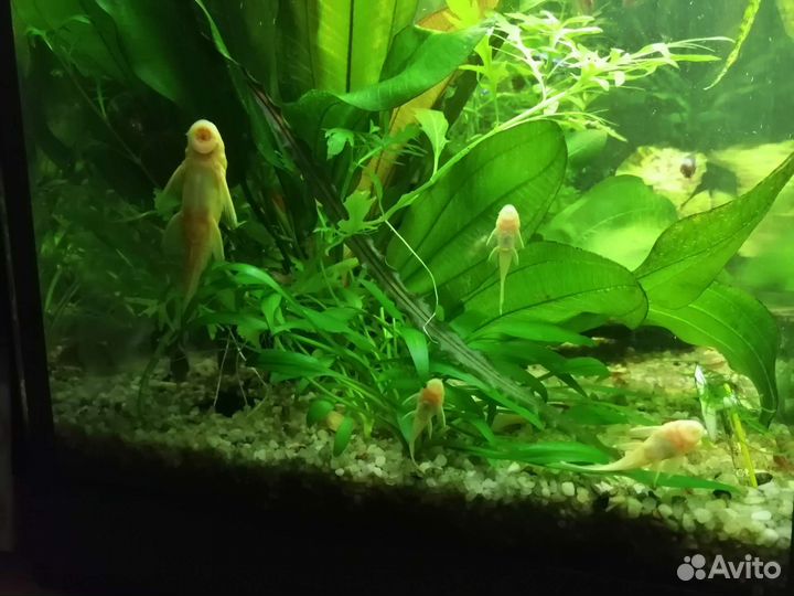 Сомик анциструс (аквариумные рыбки)