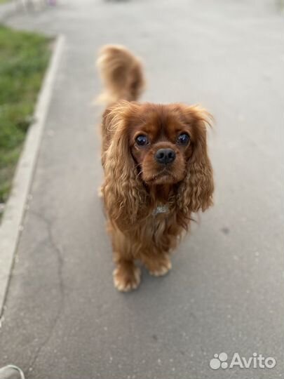 Вязка кавалер-кинг-чарльз-спаниель (рубин)