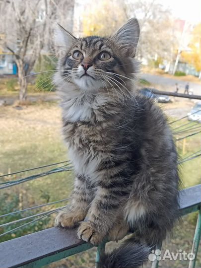 Котенок мэйнкун