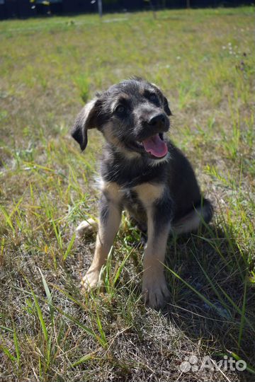 Щенок мальчик