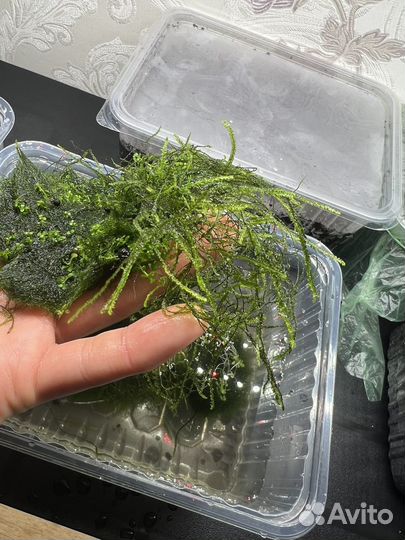 Криптокорина, яванский мох, Микрантемум