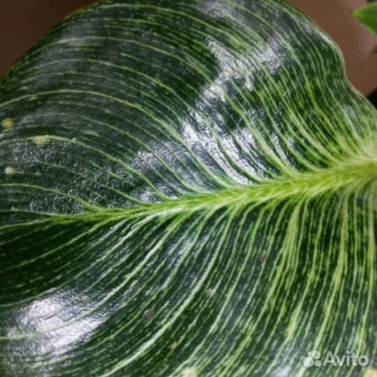 Филодендрон биркин вайт