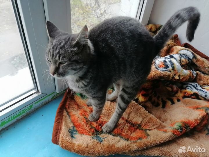 Кошка в дар бесплатно