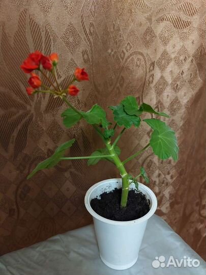 Пеларгония герань