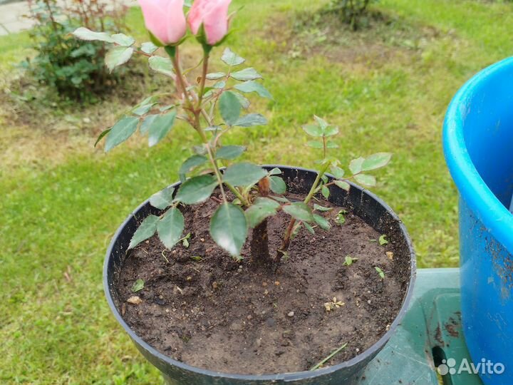 Роза и астильба и хоста, ирис