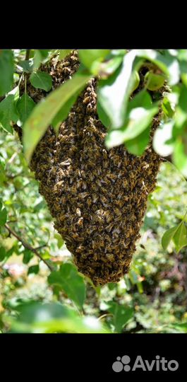 Пчелосемьи пчелопакеты