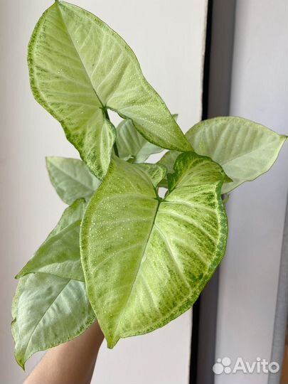 Сингониумы коллекционные