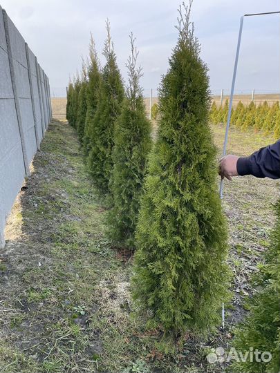 Туя смарагд 140-200см
