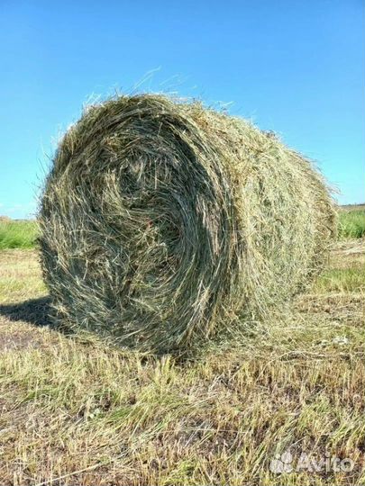 Сено в тюках рулон 300кг