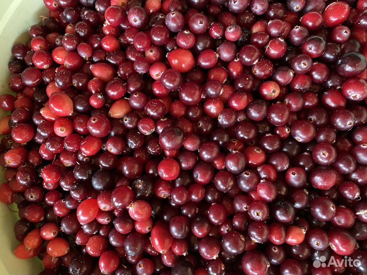 Ягоды клюквы