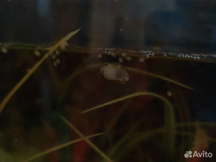 Улитки аквариумные ампулярии