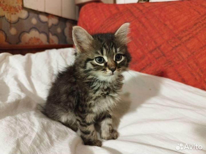 Активная киса