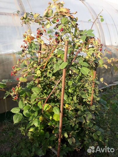 Саженцы безшипной ежевики