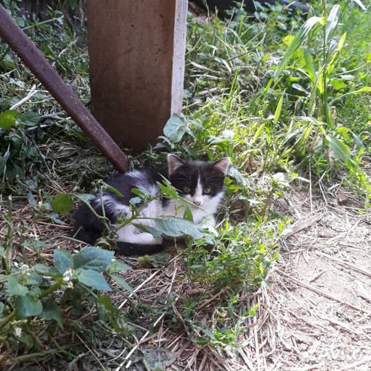 Котята ищут дом