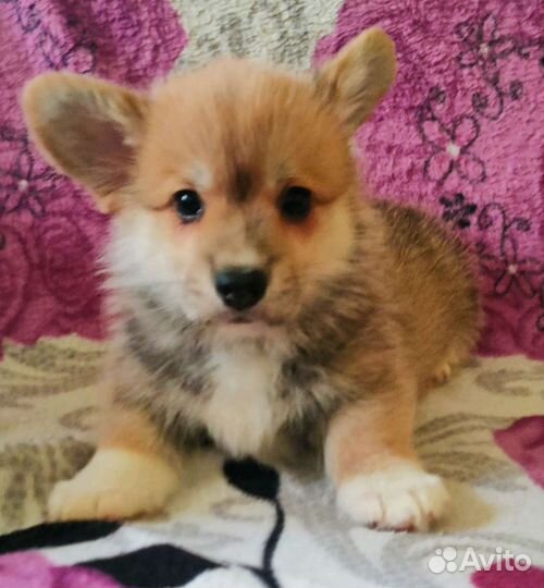 Вельш корги пемброк щенки