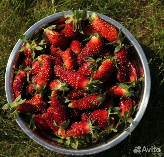 Саженцы клубники Купчиха в ящиках