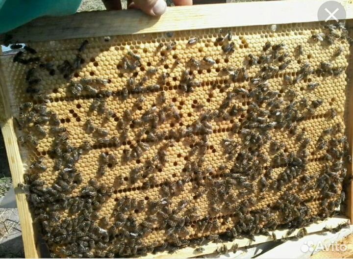 Пчелопакеты карника