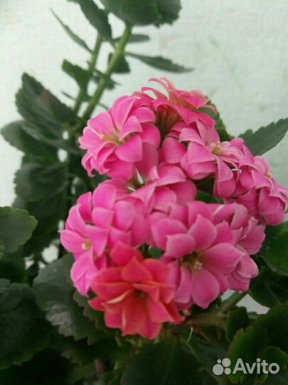 Каланхоэ махровые