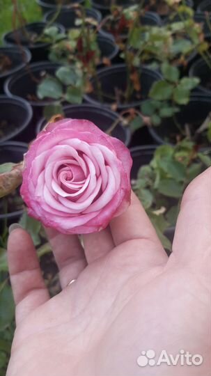 Саженцы роз зрк в горшках