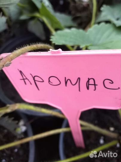 Клубника ремонтантная