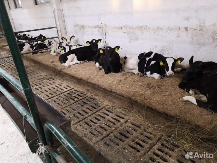 Бычки Телята