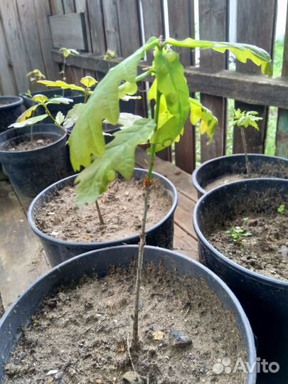 Саженцы дуба