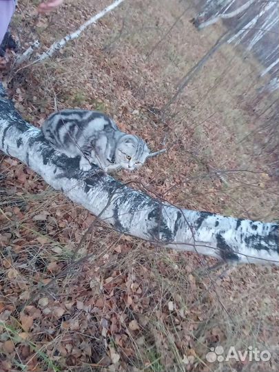 Шотландская