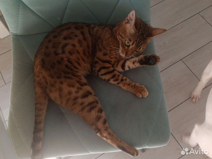 Бенгальская кошка